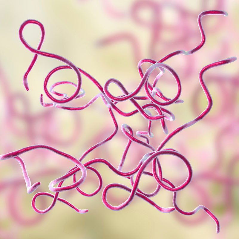 Borrelia Burgdorferi Lyme Disease Research