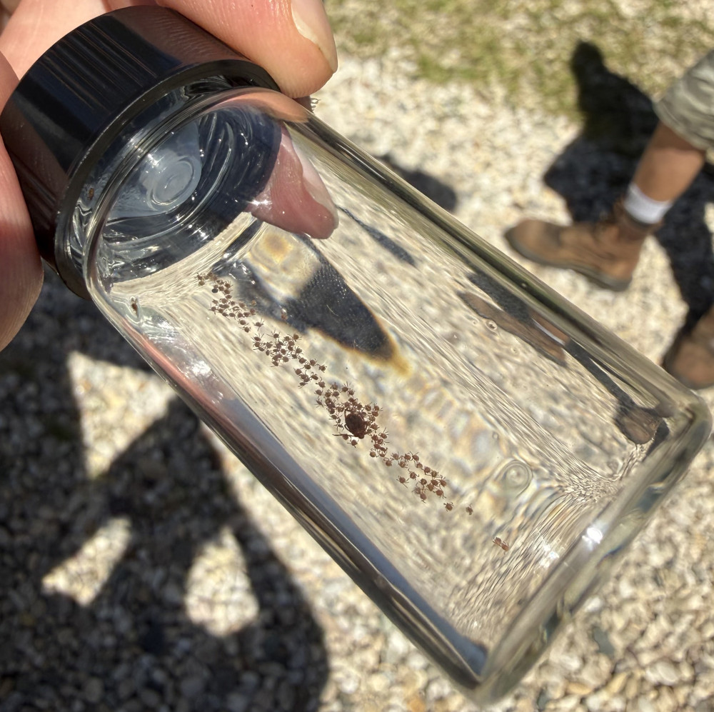 Tick Bombs and an Invasive Tick: What Tick Boot Camp and Researchers Found While Dragging for Ticks on Long Island 5 Hundreds of ticks collected during a Long Island tick drag preserved in a glass container