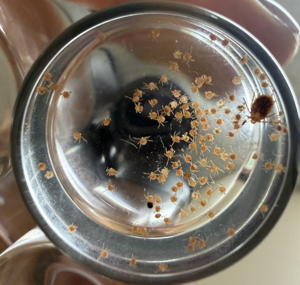 Tick Bombs and an Invasive Tick: What Tick Boot Camp and Researchers Found While Dragging for Ticks on Long Island 6 Larval ticks and a nymphal tick collected during a tick drag on Long Island, New York