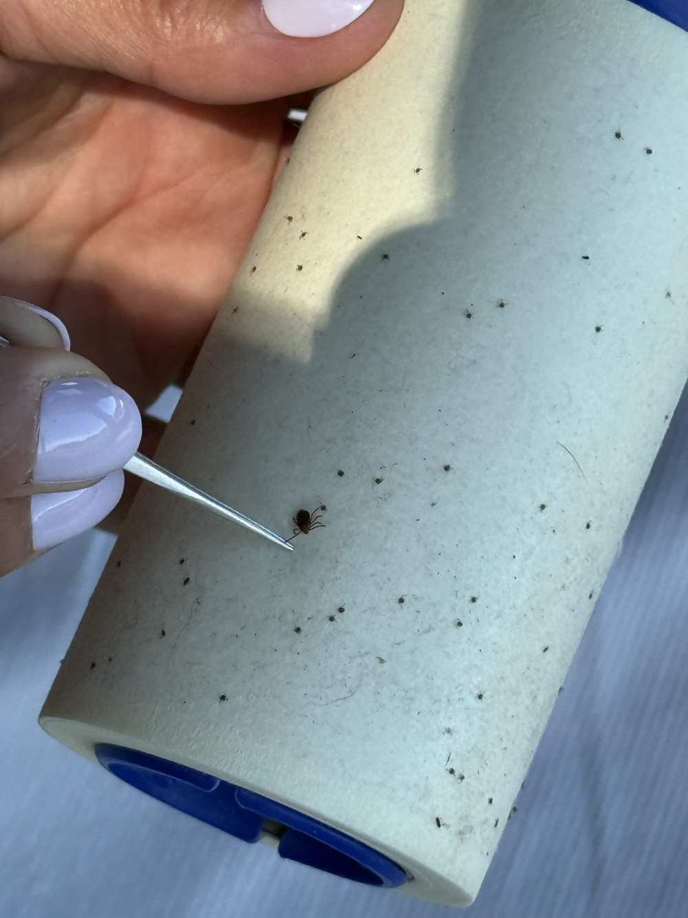 Tick Bombs and an Invasive Tick: What Tick Boot Camp and Researchers Found While Dragging for Ticks on Long Island 4 Larval ticks visible on a lint roller after it was passed over a tick drag on Long Island