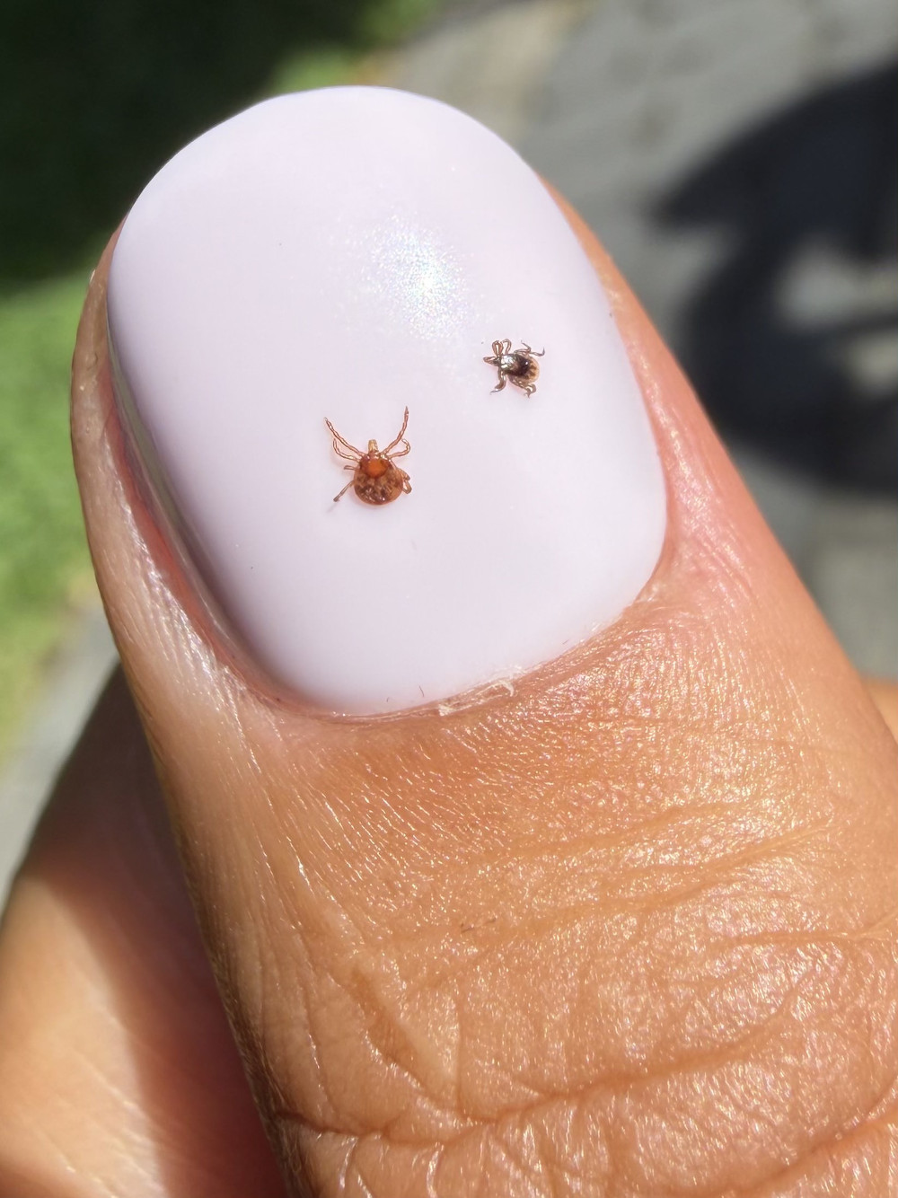 Tick Bombs and an Invasive Tick: What Tick Boot Camp and Researchers Found While Dragging for Ticks on Long Island 7 Lone star tick and blacklegged deer tick displayed on a thumbnail for size comparison