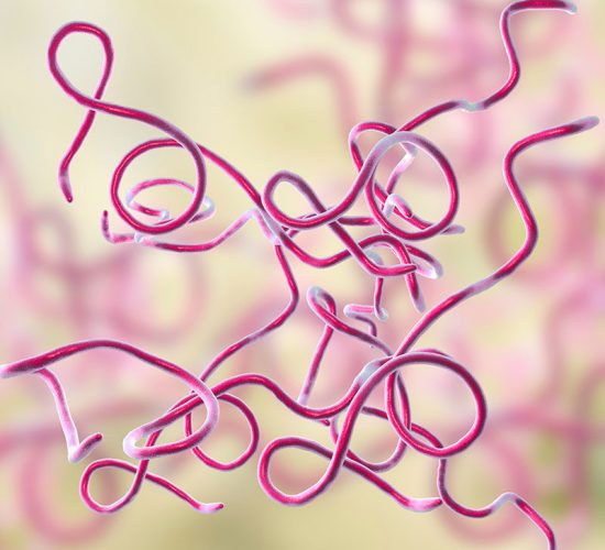Borrelia Burgdorferi Lyme Disease Research