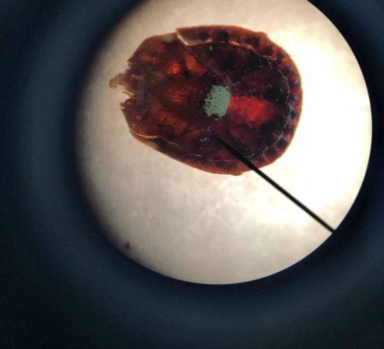 Tick under a microscope